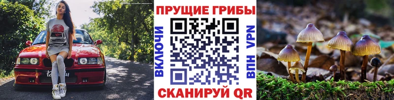 Псилоцибиновые грибы Psilocybe  Купить  Юрюзань 